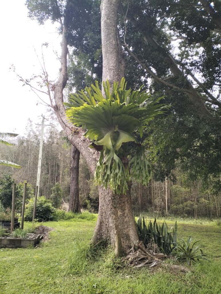 A staghorn fern growing on a tree in the nursery grounds