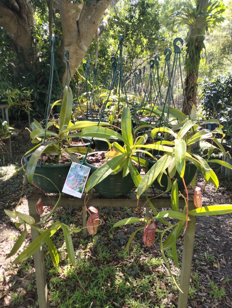 Pitcher plants growing in pots at Scotts Head Nursery
