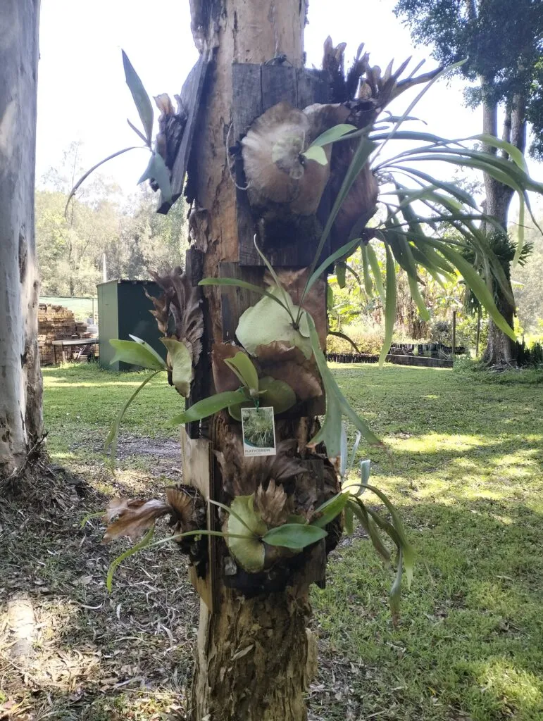 Staghorn and elk horn ferns mounted on a tree trunk