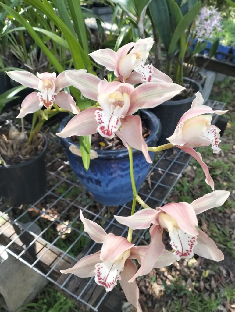 Pink cymbidium orchids in a blue pot