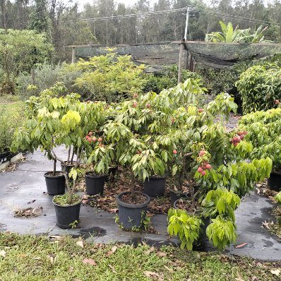 Potted fruit trees with fruit on them in the nursery