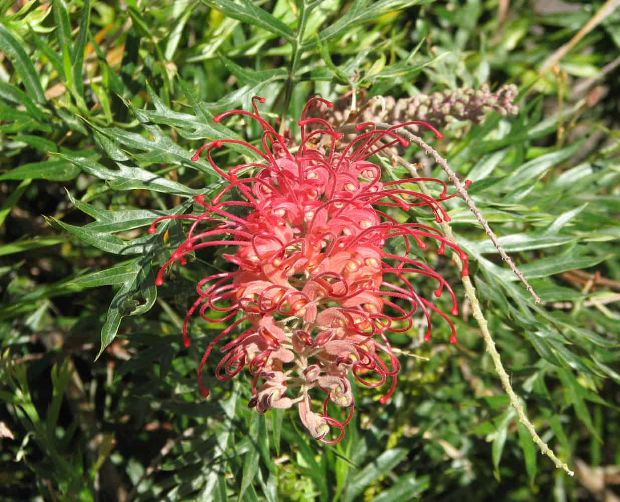 grevillea-robyn-gordan-scotts-head-nursery